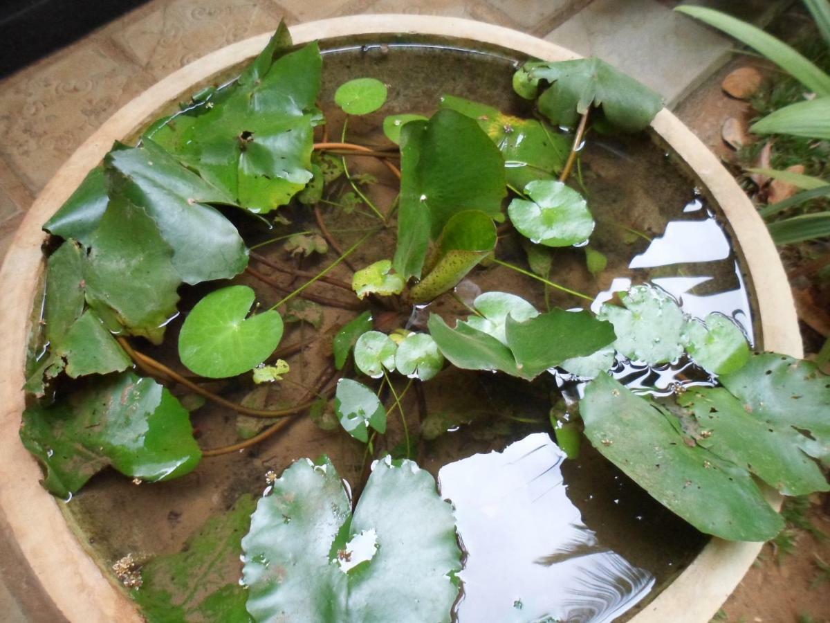 Green Bamboo House Sigirija Zewnętrze zdjęcie